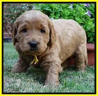 Joy Dawson pups 4 wks old 251