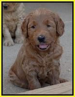Joy Dawson pups 5 wks old 231