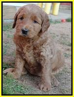 Joy Dawson pups 5 wks old 241