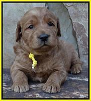 Joy Duke pups 3 weeks old 191