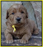Joy Duke pups 3 weeks old 201