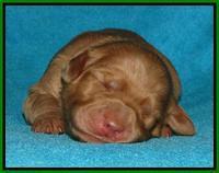 Jou Dawson pups 1 wk old 61