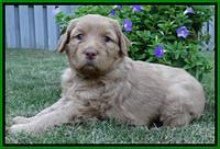 Joy Dawson pups 4 wks old 181
