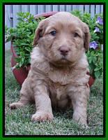 Joy Dawson pups 4 wks old 201