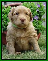 Joy Dawson pups 4 wks old 211