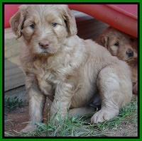 Joy Dawson pups 5 wks old 271