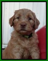 Joy Dawson pups 5 wks old 291