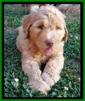 Joy dawson pups 7 wks old 391