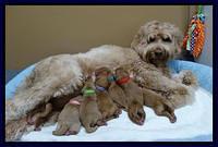 Joy Dawson Newborn pups 21