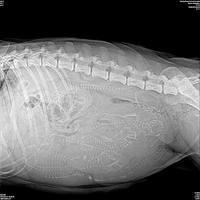 Darling preg 3 xrays day 56..