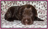 Darling Dreamweaver pups 2 wks old 21