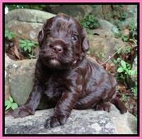 Darling Dreamweaver pups 3 wks old 11