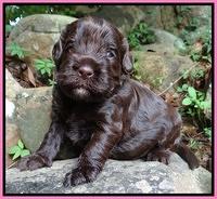 Darling Dreamweaver pups 3 wks old 21