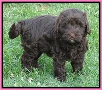 Darling Dreamweaver pups 7 wks old 31