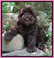 Darling Dreamweaver pups 8 wks old 510