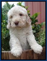 Darling Dreamweaver pups 6 wks old 61