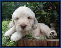 Darling Dreamweaver pups 6 wks old 71