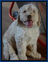 Darling Dreamweaver pups 7 wks old 51