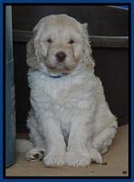 Darling Dreamweaver pups 7 wks old 91