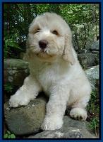 Darling Dreamweaver pups 8 wks old Blue 21