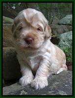 Darling Dreamweaver pups 3 wks old 131