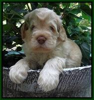 Darling Dreamweaver pups 4 wks old 81