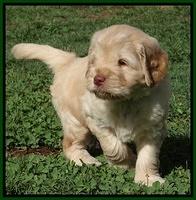 Darling Dreamweaver pups 5 wks old 101