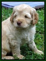 Darling Dreamweaver pups 5 wks old 91