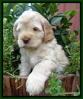 Darling Dreamweaver pups 6 wks old 81