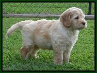 Darling Dreamweaver pups 7 wks old 111