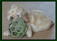 Darling Dreamweaver pups 7 wks old 121