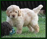 Darling Dreamweaver pups 7 wks old 141