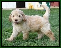 Darling Dreamweaver pups 7 wks old 171