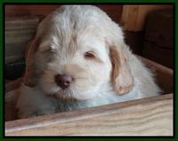 Darling Dreamweaver pups 7 wks old 181