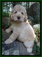 Darling Dreamweaver pups 8 wks old 11