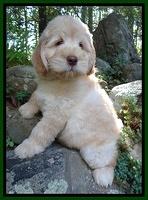 Darling Dreamweaver pups 8 wks old 31