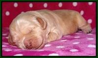 Darling Duke pups 1 wk old 111