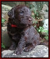 Darling Dreamweaver pups 3 wks old 81