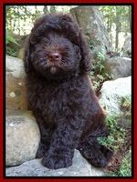 Darling Dreamweaver pups 8 wks old 61