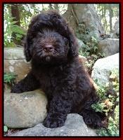 Darling Dreamweaver pups 8 wks old 71