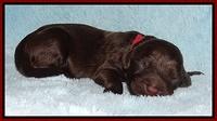 Darling Dreamweaver pups newborn 73