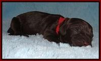 Darling Dreamweaver pups newborn 83