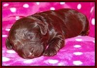 Darling Duke pups 1 wk old 121
