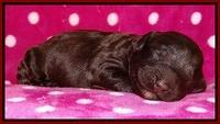 Darling Duke pups 1 wk old 131