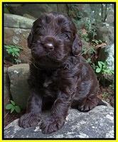 Darling Dreamweaver pups 3 wks old 15100