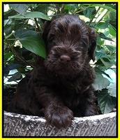 Darling Dreamweaver pups 4 wks old 151