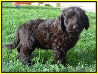 Darling Dreamweaver pups 7 wks old 211