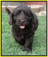 Darling Dreamweaver pups 7 wks old 251