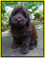 Darling Dreamweaver pups 8 wks old 210