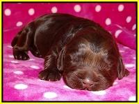 Darling Duke pups 1 wk old 171